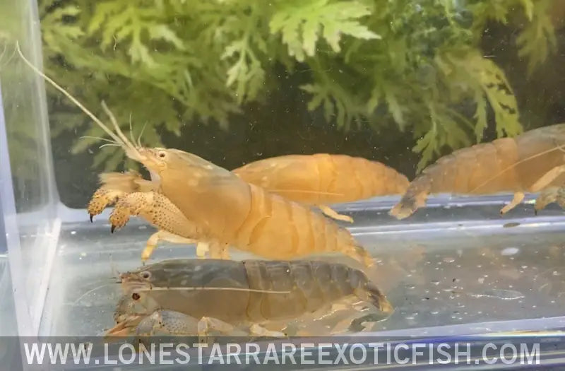 Vampire Shrimp / African Filter Shrimp / Atya Gabonensis Live Freshwater Tropical Fish for Sale Online