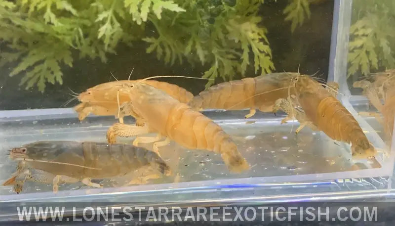 Vampire Shrimp / African Filter Shrimp / Atya Gabonensis Live Freshwater Tropical Fish for Sale Online