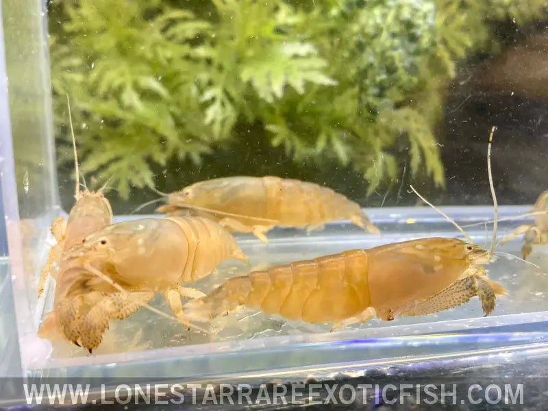 Vampire Shrimp / African Filter Shrimp / Atya Gabonensis Live Freshwater Tropical Fish for Sale Online