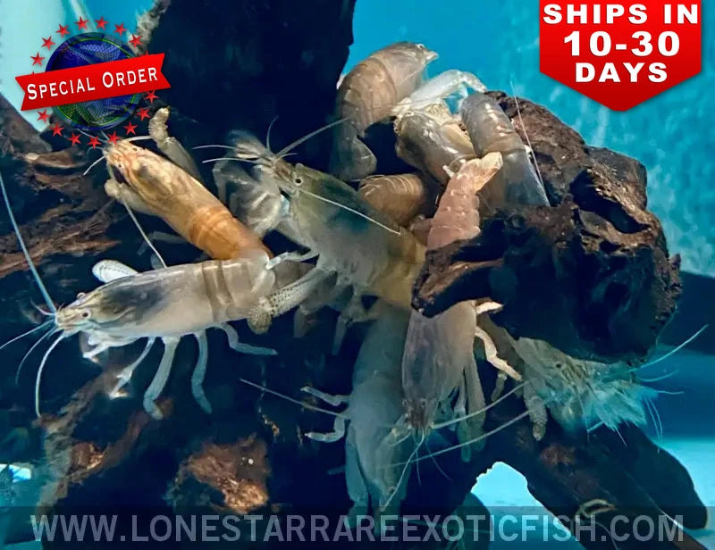 Group of vampire shrimp (Atya gabonensis) clustered on driftwood in an aquarium