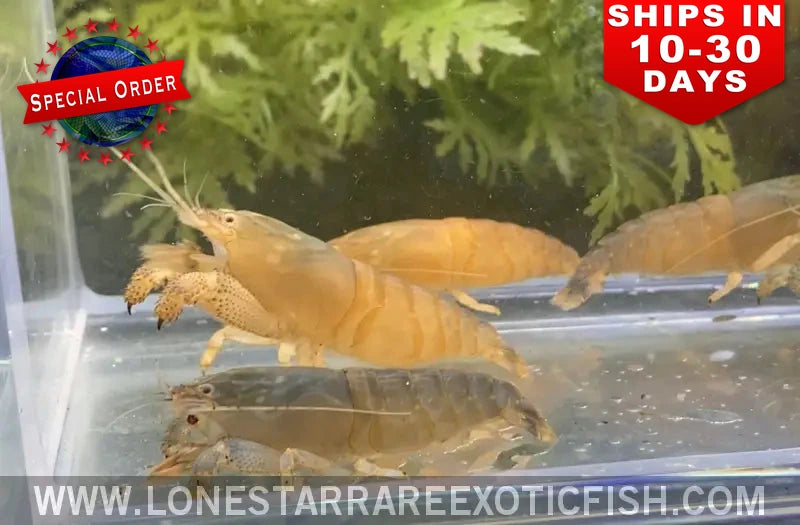 Several orange-toned vampire shrimp (Atya gabonensis) in a clear holding tank