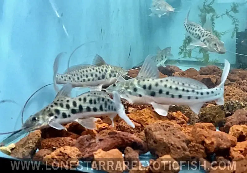 Vulture Catfish / Calophysus Macropterus Live Freshwater Tropical Fish for Sale Online