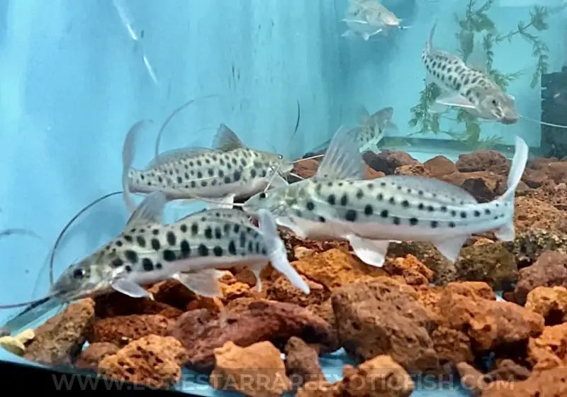 Vulture Catfish For Sale Online | Lone Star Rare Exotic Fish Co.