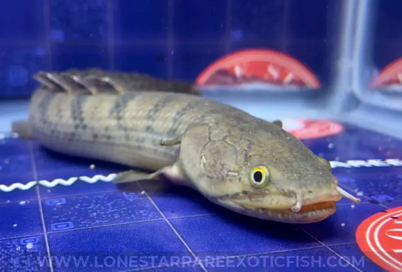 Weeksii Bichir / Polypterus weeksii For Sale Online | Lone Star Rare Exotic Fish Co.