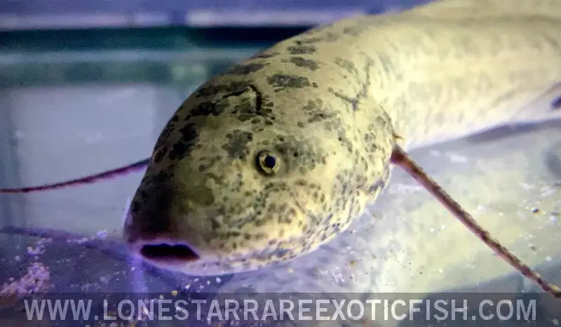 Protoperus Fish West African Lungfish / Protopterus Annectens For Sale Online | Live ...