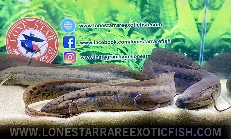 Protoperus Fish West African Lungfish / Protopterus Annectens For Sale Online | Live ...