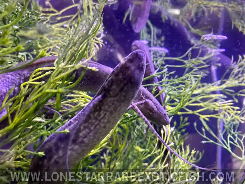 Protoperus Fish West African Lungfish / Protopterus Annectens For Sale Online | Live ...