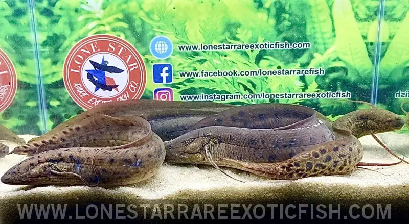 Protoperus Fish West African Lungfish / Protopterus Annectens For Sale Online | Live ...