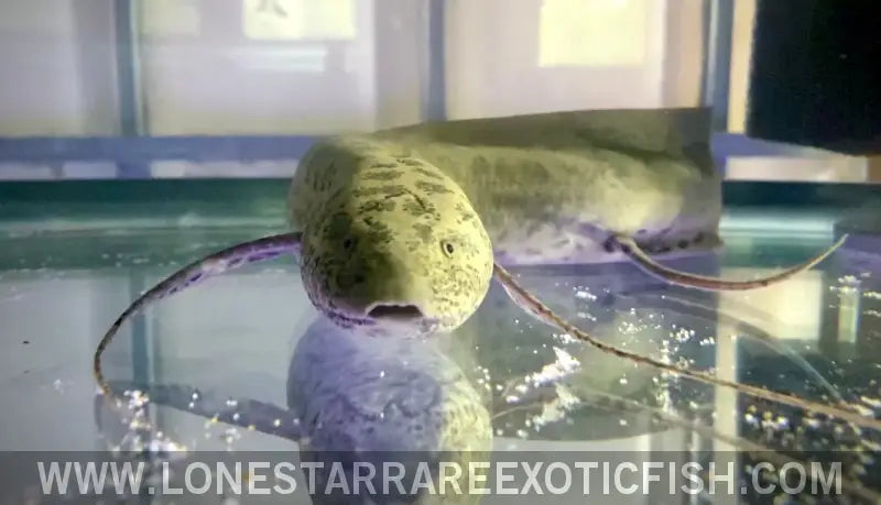 Protoperus Fish West African Lungfish / Protopterus Annectens For Sale Online | Live ...