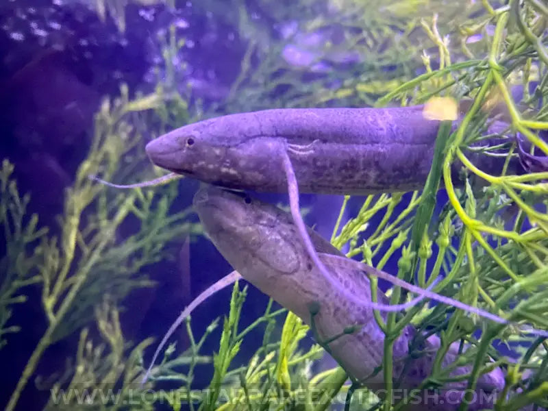 West African Lungfish / Protopterus annectens For Sale Online | Lone Star Rare Exotic Fish Co.