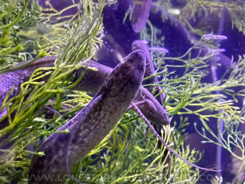 West African Lungfish / Protopterus annectens For Sale Online | Lone Star Rare Exotic Fish Co.