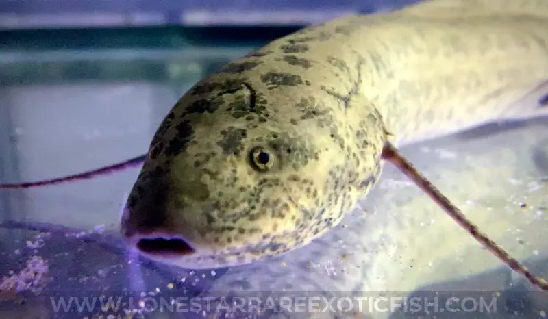 West African Lungfish / Protopterus annectens For Sale