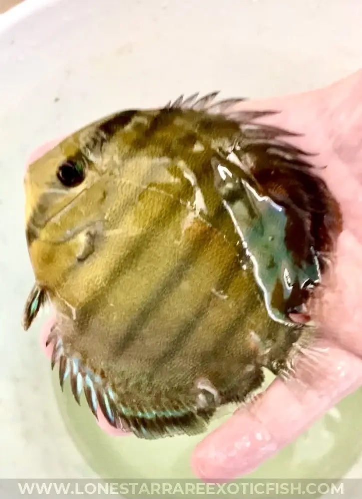 Wild Caught Red Eye Discus For Sale Online | Lone Star Rare Exotic Fish Co.