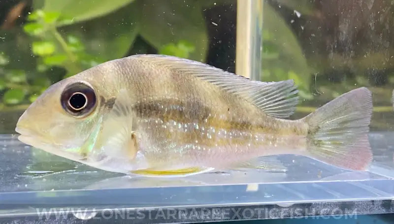 Winemilleri Eartheater Cichlid / Geophagus winemilleri For Sale Online | Lone Star Rare Exotic Fish Co.