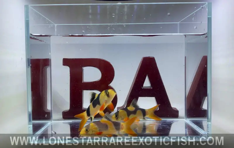 Wysiwyg Oddball Clown Loaches (group of 3) Live Freshwater Tropical Fish for Sale Online