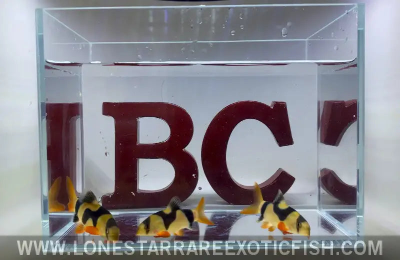 Wysiwyg Oddball Clown Loaches (group of 3) Live Freshwater Tropical Fish for Sale Online