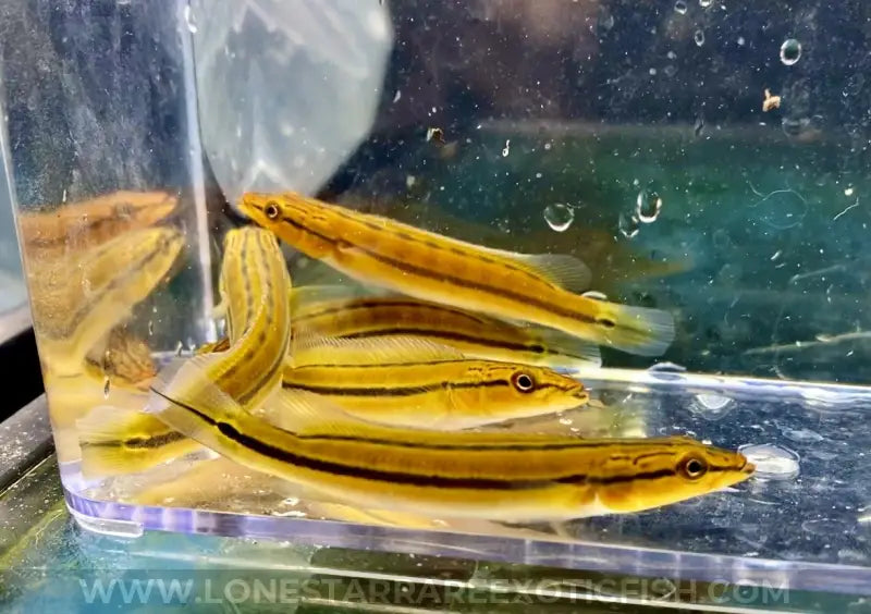 Xingu I Orange Pike Cichlid / Crenicichla sp. ‘Xingu I’ For Sale Online | Lone Star Rare Exotic Fish Co.