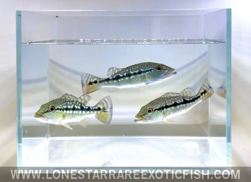 Xingu Peacock Bass / Cichla Melaniae Live Freshwater Tropical Fish for Sale Online