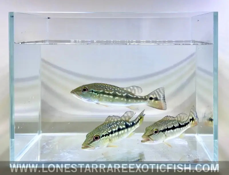 Xingu Peacock Bass / Cichla Melaniae Live Freshwater Tropical Fish for Sale Online