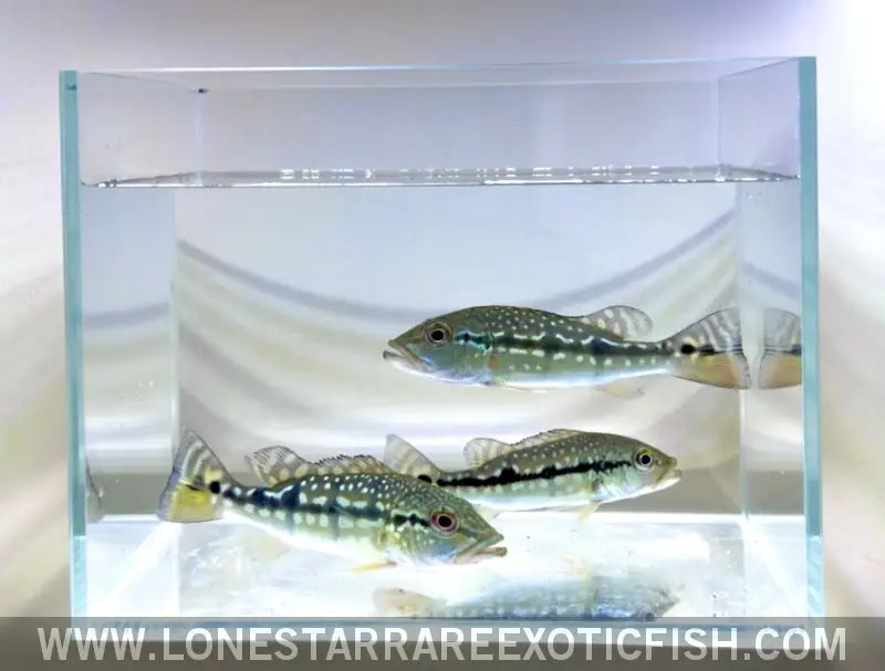 Xingu Peacock Bass / Cichla Melaniae Live Freshwater Tropical Fish for Sale Online