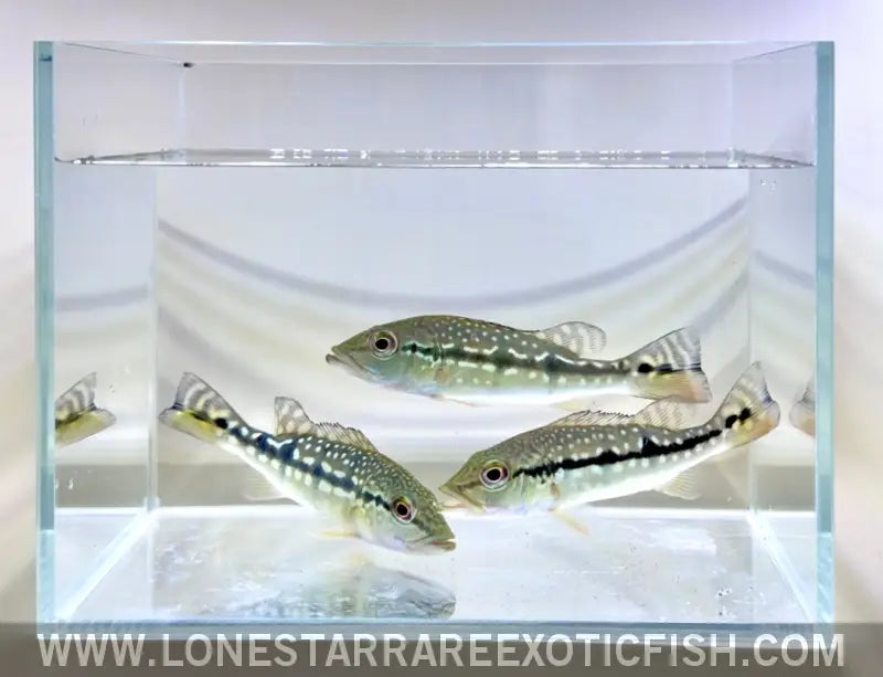 Xingu Peacock Bass / Cichla Melaniae Live Freshwater Tropical Fish for Sale Online