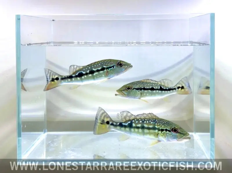 Xingu Peacock Bass / Cichla Melaniae Live Freshwater Tropical Fish for Sale Online