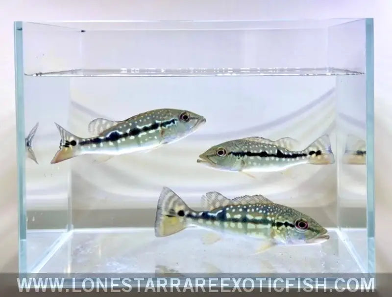 Xingu Peacock Bass / Cichla Melaniae Live Freshwater Tropical Fish for Sale Online