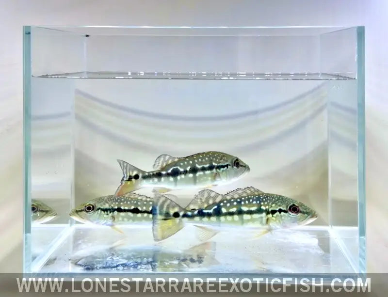Xingu Peacock Bass / Cichla Melaniae Live Freshwater Tropical Fish for Sale Online