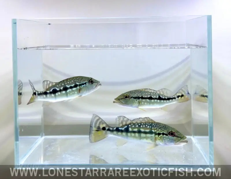 Xingu Peacock Bass / Cichla Melaniae Live Freshwater Tropical Fish for Sale Online