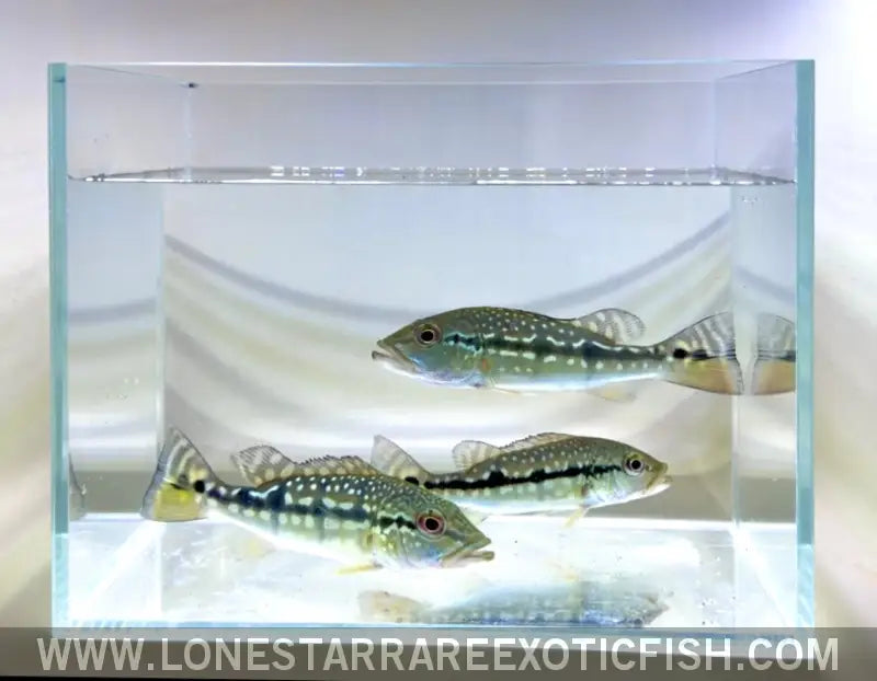 Xingu Peacock Bass / Cichla Melaniae Live Freshwater Tropical Fish for Sale Online