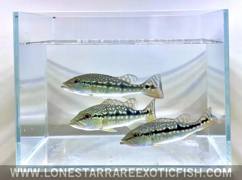 Xingu Peacock Bass / Cichla Melaniae Live Freshwater Tropical Fish for Sale Online