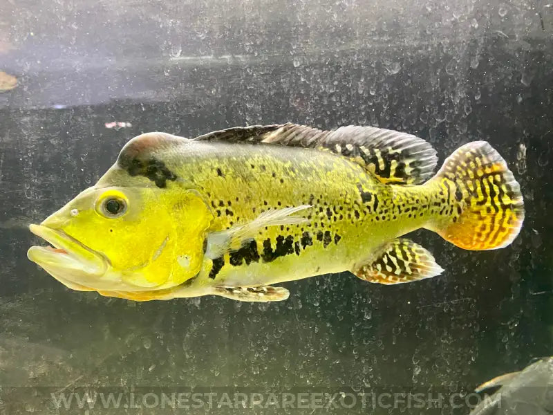 XL 15-17”* 24K Gold Spider Kelberi Peacock Bass WYSIWYG For Sale Online | Lone Star Rare Exotic Fish Co.