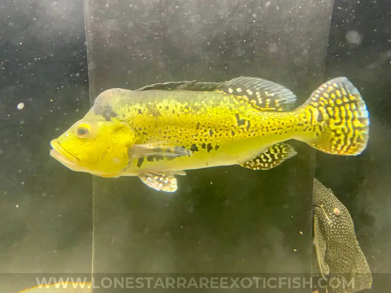 XL 15-17”* 24K Gold Spider Kelberi Peacock Bass WYSIWYG For Sale Online | Lone Star Rare Exotic Fish Co.