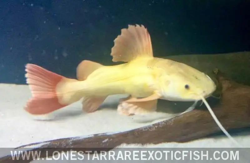 Xl Platinum Red Tail Catfish - Wysiwyg (pick Up or Ship at Buyers Risk) Live Freshwater Tropical Fish for Sale Online