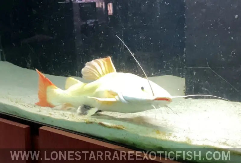 Xl Platinum Red Tail Catfish - Wysiwyg (pick Up or Ship at Buyers Risk) Live Freshwater Tropical Fish for Sale Online
