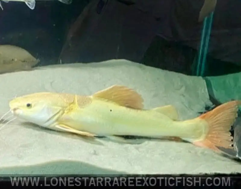 Xl Platinum Red Tail Catfish - Wysiwyg (pick Up or Ship at Buyers Risk) Live Freshwater Tropical Fish for Sale Online