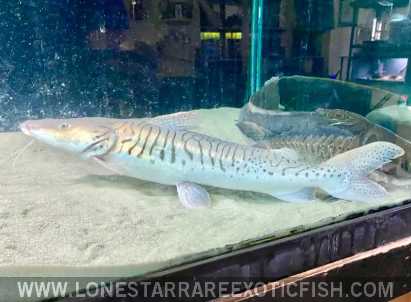 Xl Platinum Tiger Shovelnose Catfish - Wysiwyg (pick Up or Ship at Buyers Risk) Live Freshwater Tropical Fish for Sale