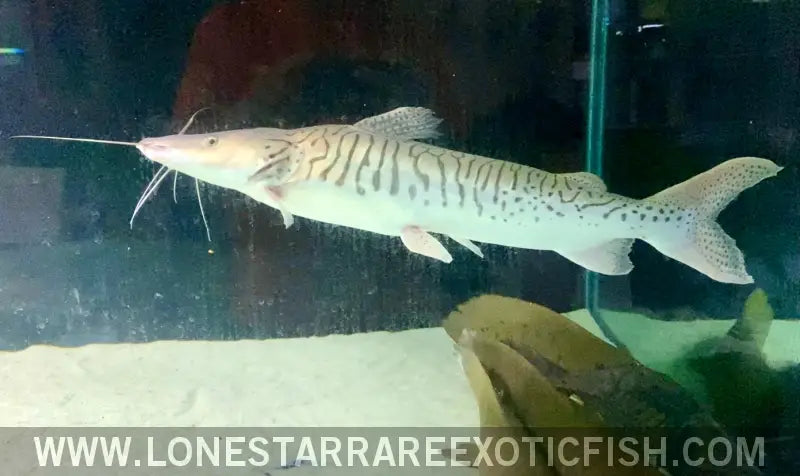 Xl Platinum Tiger Shovelnose Catfish - Wysiwyg (pick Up or Ship at Buyers Risk) Live Freshwater Tropical Fish for Sale
