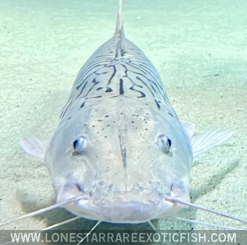 Xl Platinum Tiger Shovelnose Catfish - Wysiwyg (pick Up or Ship at Buyers Risk) Live Freshwater Tropical Fish for Sale