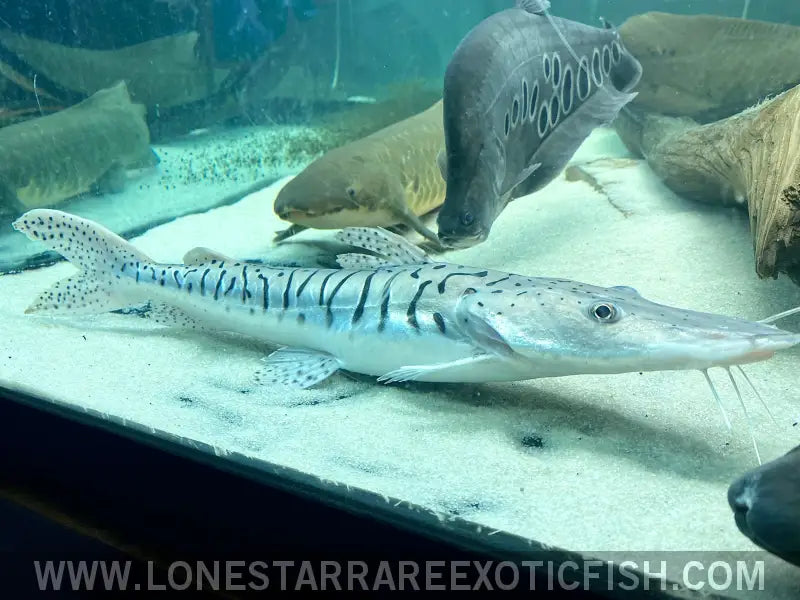 Xl Platinum Tiger Shovelnose Catfish - Wysiwyg (pick Up or Ship at Buyers Risk) Live Freshwater Tropical Fish for Sale
