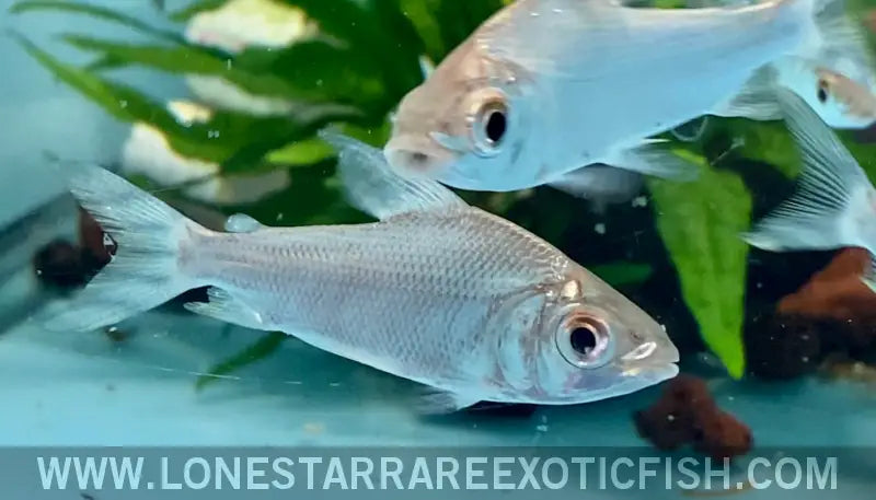 Yellow Flagtail Prochilodus / Semaprochilodus Insignis Live Freshwater Tropical Fish for Sale Online