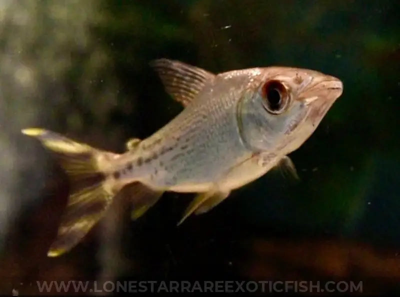 Yellow Flagtail Prochilodus / Semaprochilodus insignis For Sale Online | Lone Star Rare Exotic Fish Co.