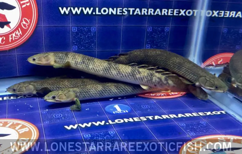 Zaire Green Bichir / Polypterus Retropinnis Live Freshwater Tropical Fish for Sale Online