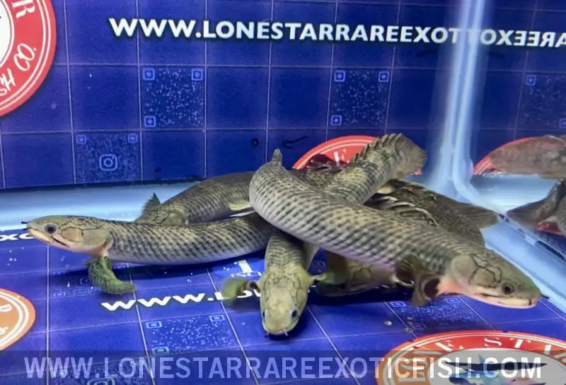 Zaire Green Bichir / Polypterus Retropinnis Live Freshwater Tropical Fish for Sale Online