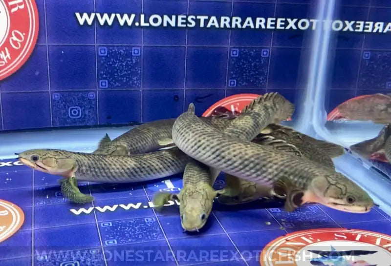 Zaire Green Bichir / Polypterus retropinnis For Sale Online | Lone Star Rare Exotic Fish Co.