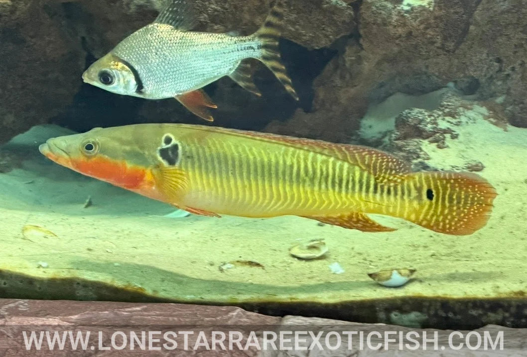 Zebra Pike Cichlid / Crenicichla zebrina