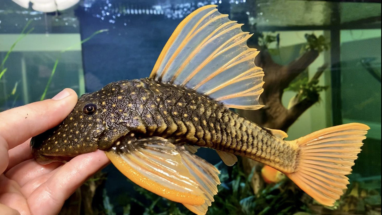 Luteus Pleco Phase II For Sale Online | Lone Star Rare