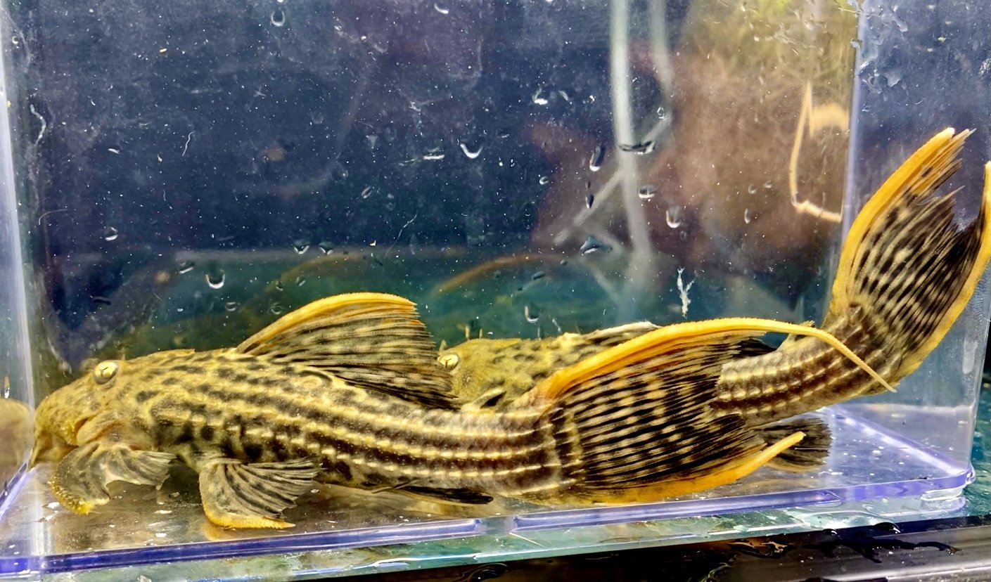 L25 Pleco For Sale Online | Lone Star Rare Exotic Fish Co.